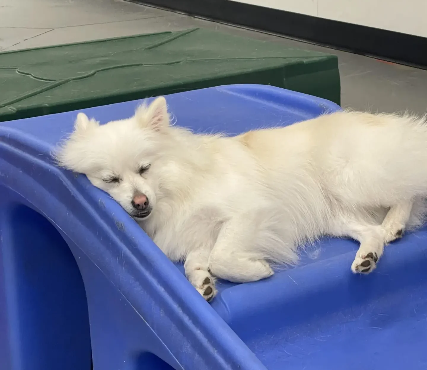 Blogs 23 How to give your dog a spa day? Relaxation & grooming