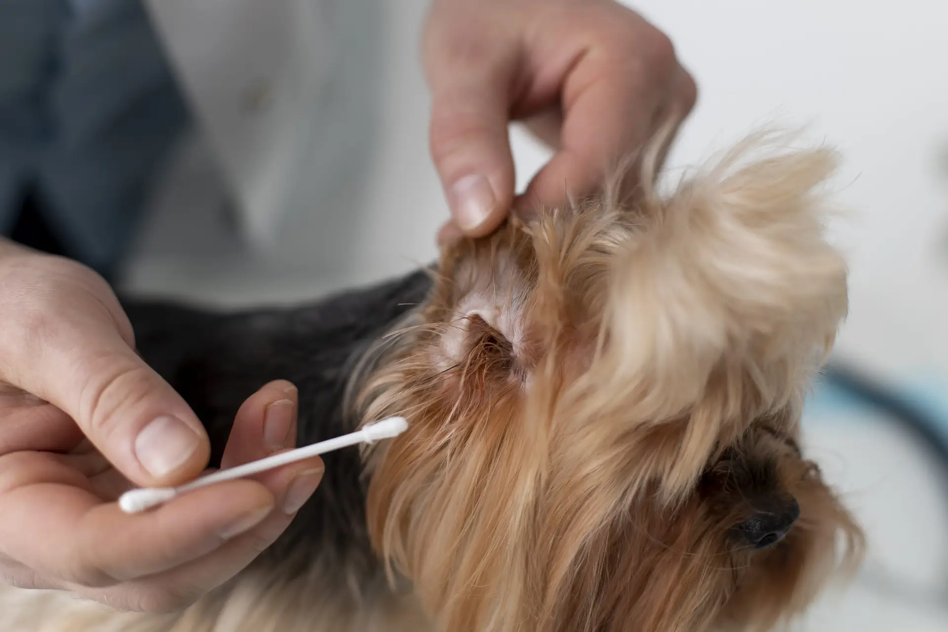 Blogs 16 How to Groom a Dog’s Ears?