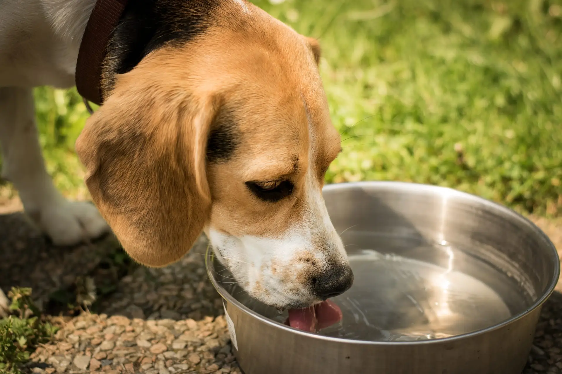 Blogs 17 How to Keep Your Pet Hydrated?