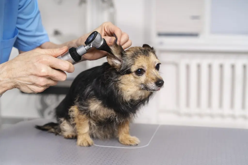 How to Soothe a Dog’s Ears After Grooming? 1 How to Soothe a Dog’s Ears After Grooming