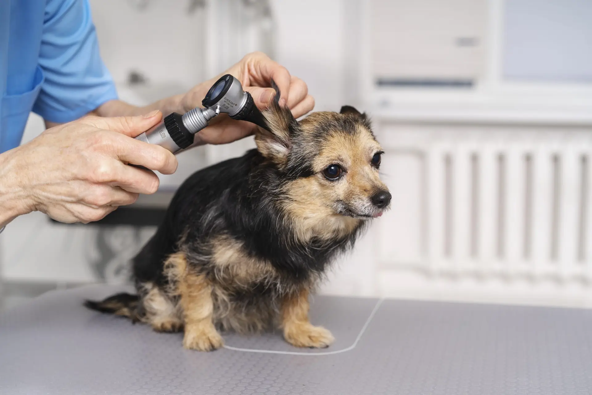 Blogs 15 How to Soothe a Dog’s Ears After Grooming?