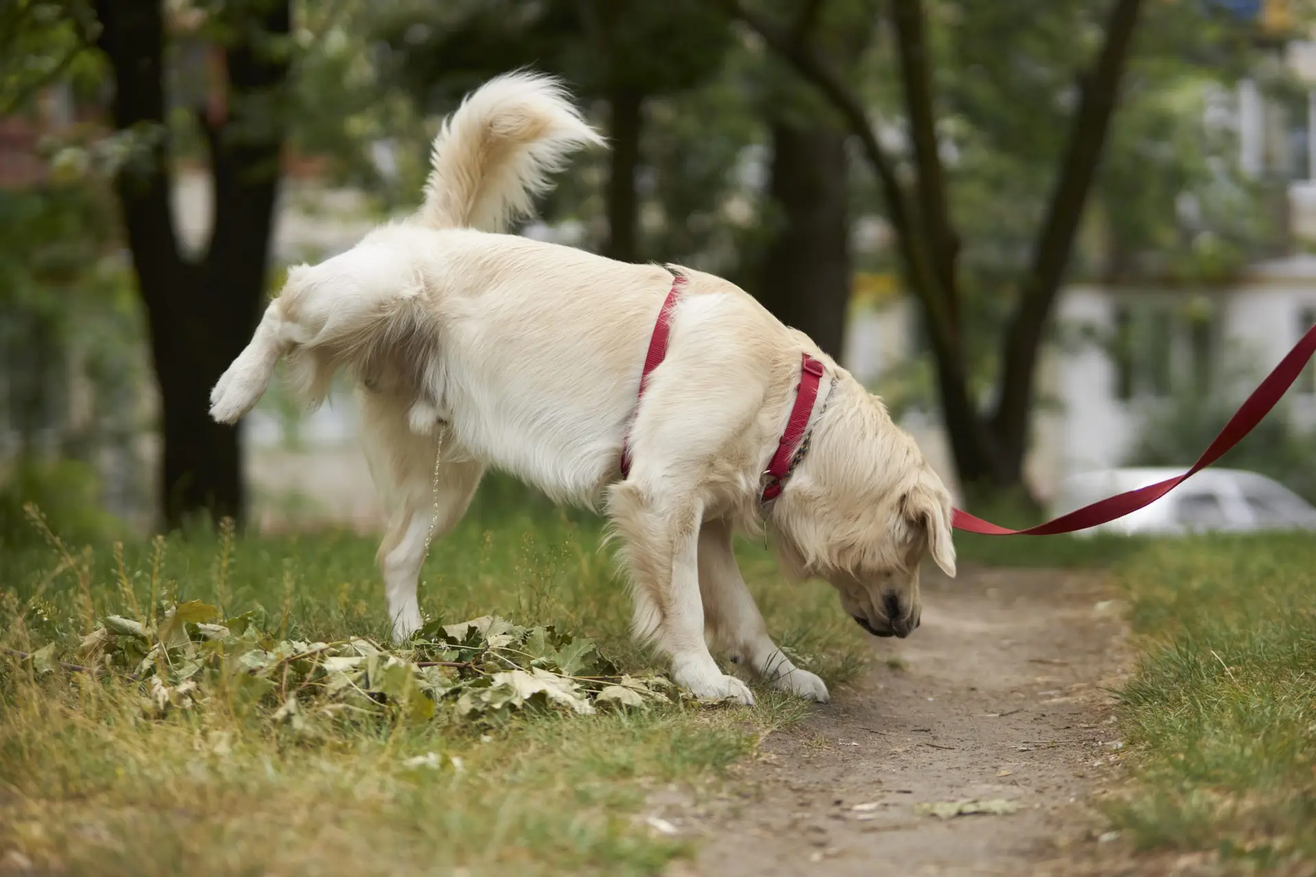 Blogs 25 How to train a dog to pee outside? Housebreaking tips