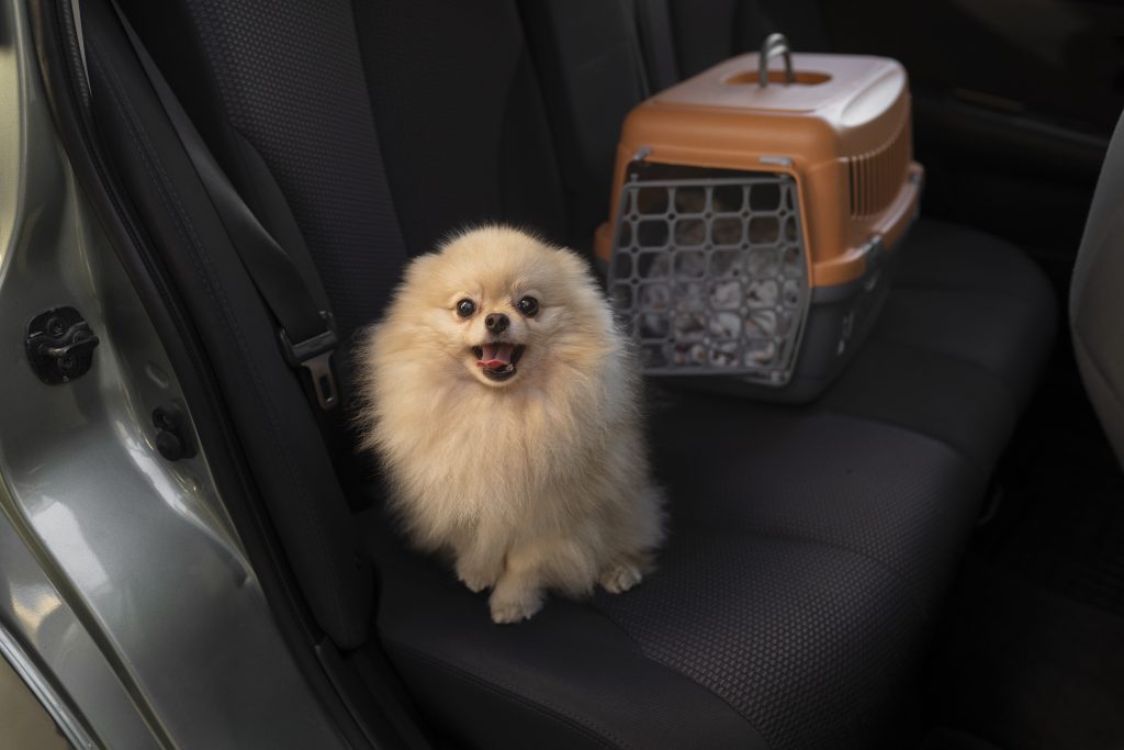 Pet taxi: Safe & convenient transportation for your pet 1 Pet taxi