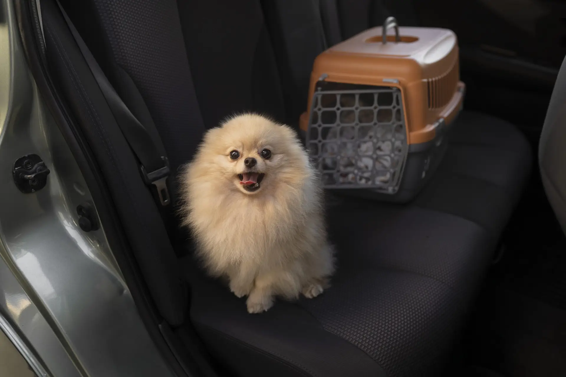 Blogs 21 Pet taxi: Safe & convenient transportation for your pet
