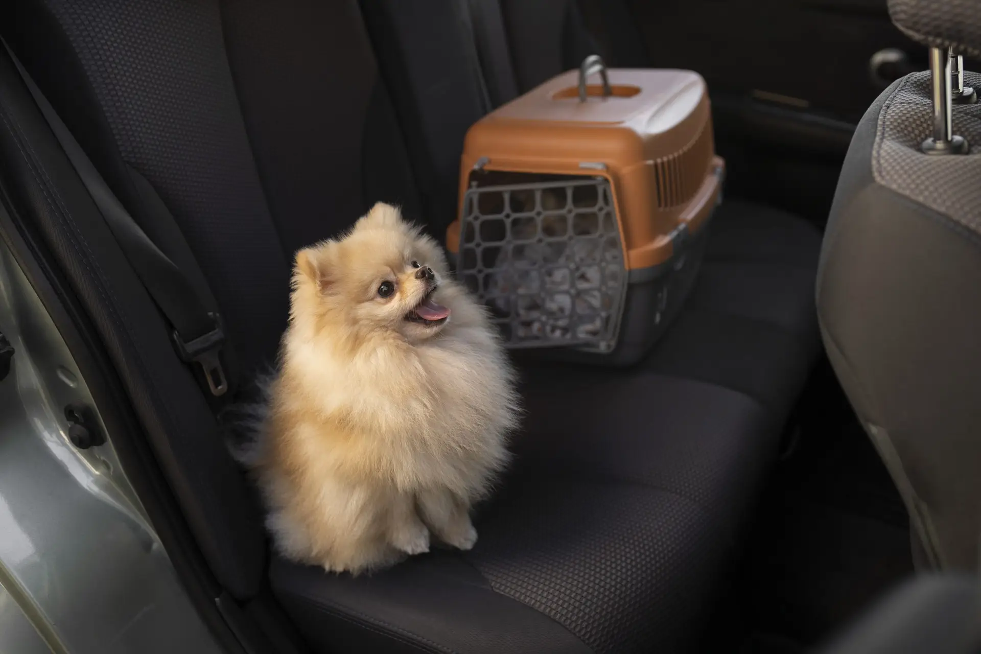 Blogs 15 Pet Taxi Service in Marlborough, MA