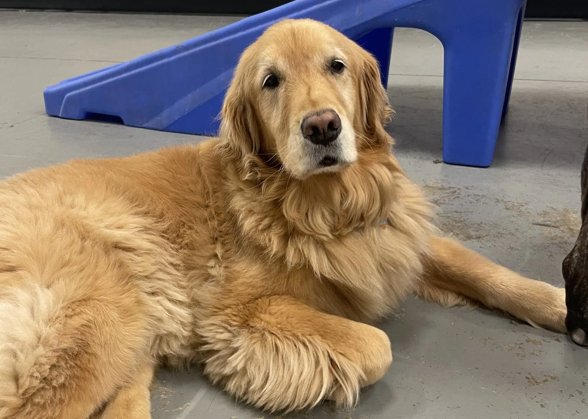 Blogs 20 Senior dog boarding: Comfort & care for older pets