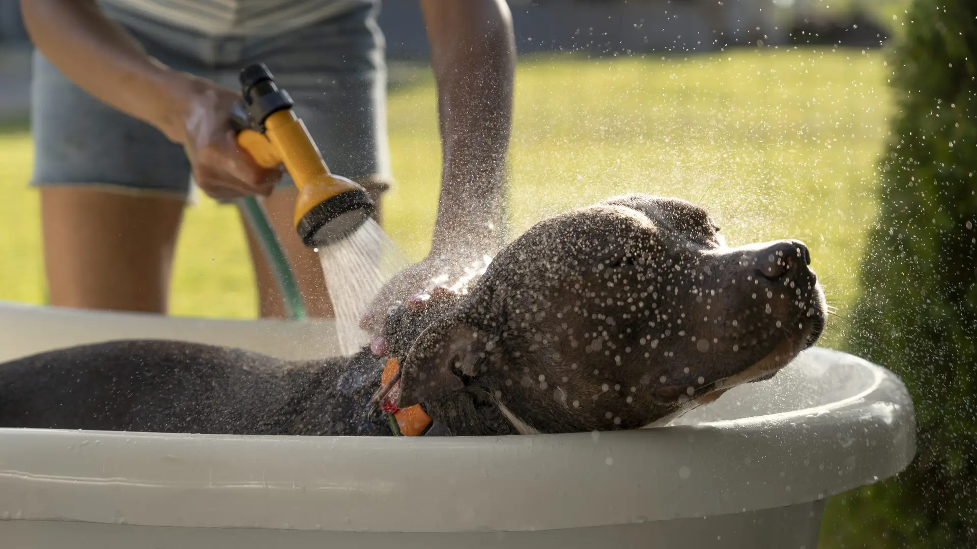 Blogs 24 Summer pet care tips: Keep your dog safe in the heat
