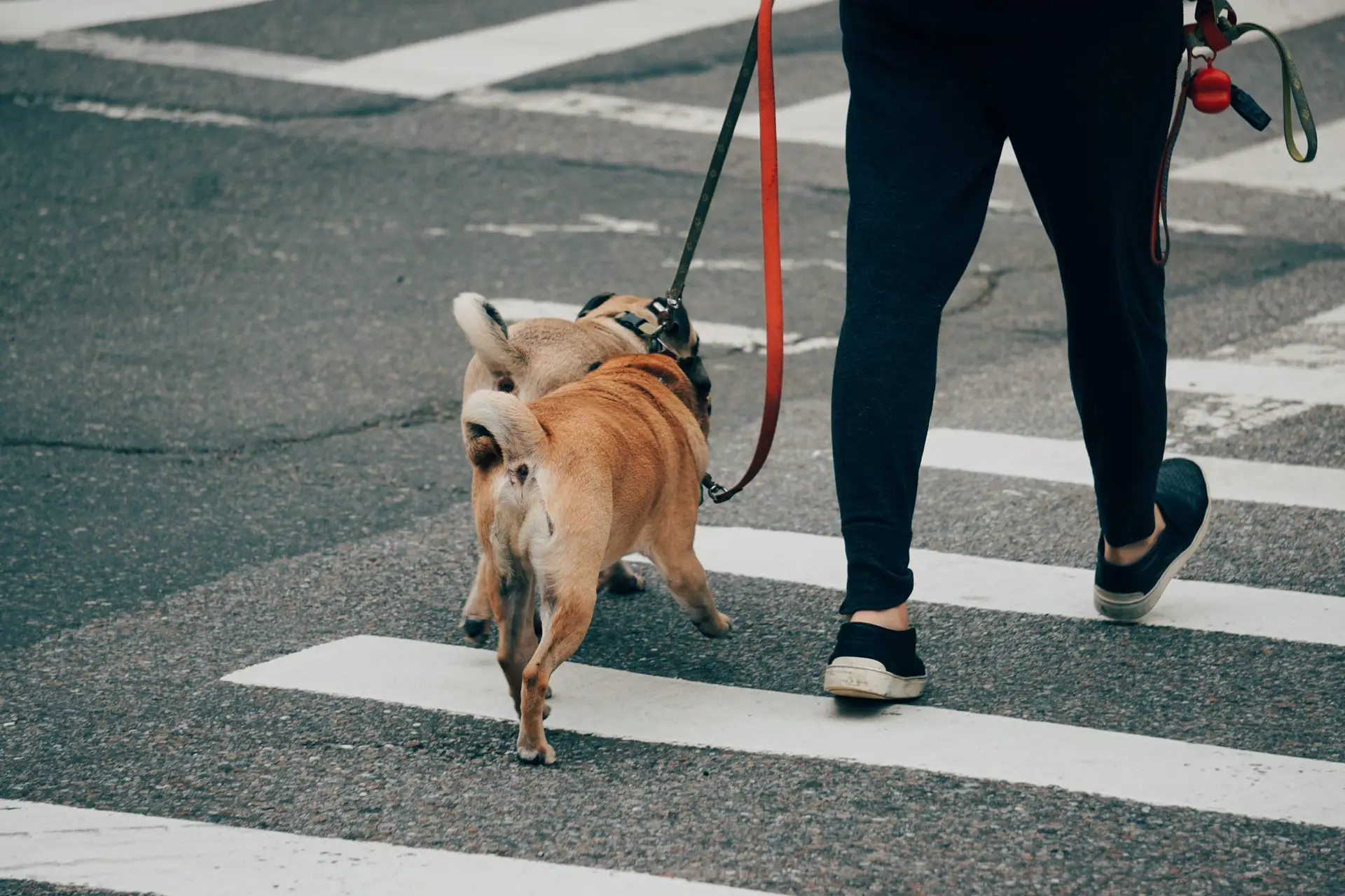Blogs 26 Can I Walk My Dog After Cutting the Quick?