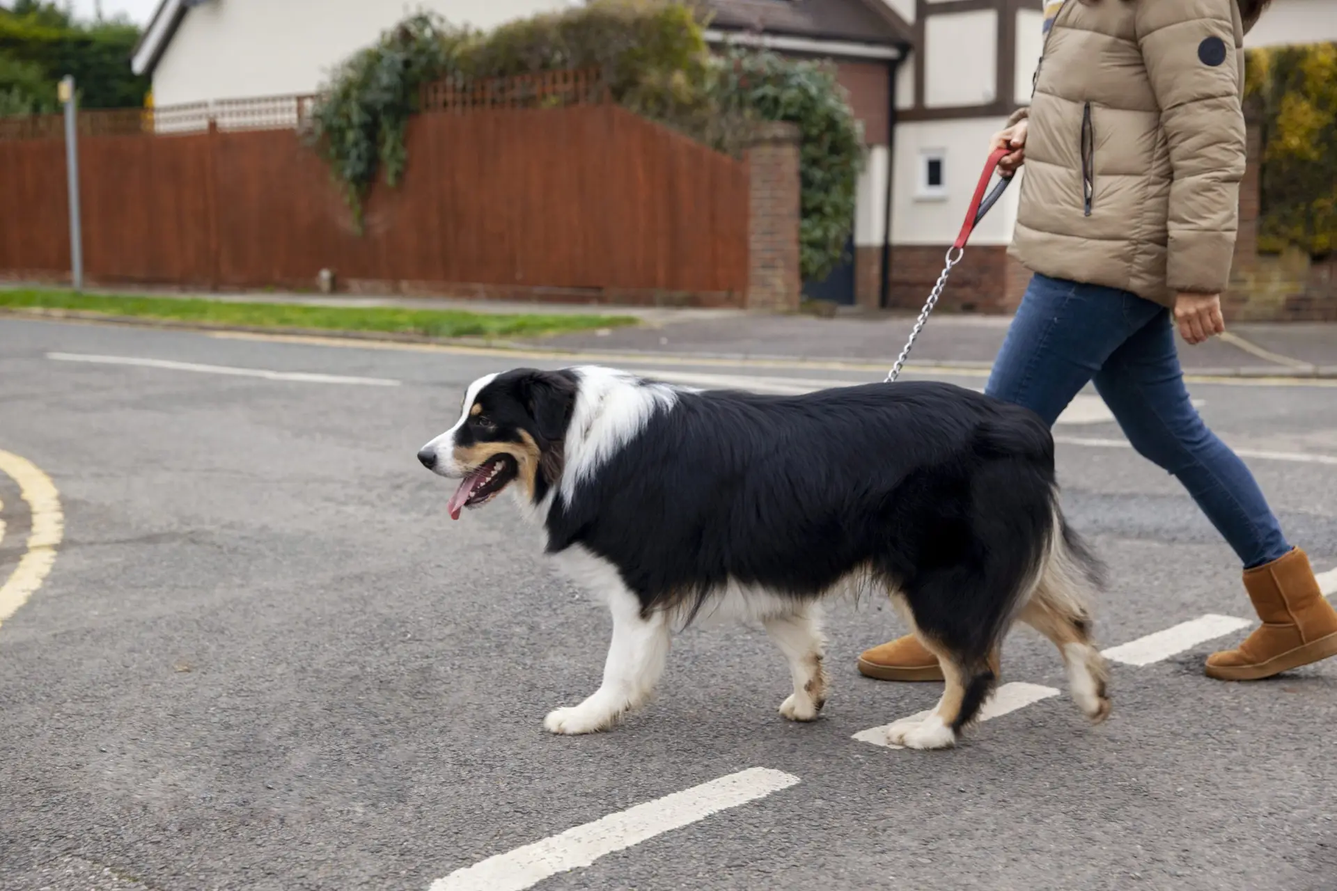 Blogs 25 How Soon Can I Walk My Dog After Neutering?
