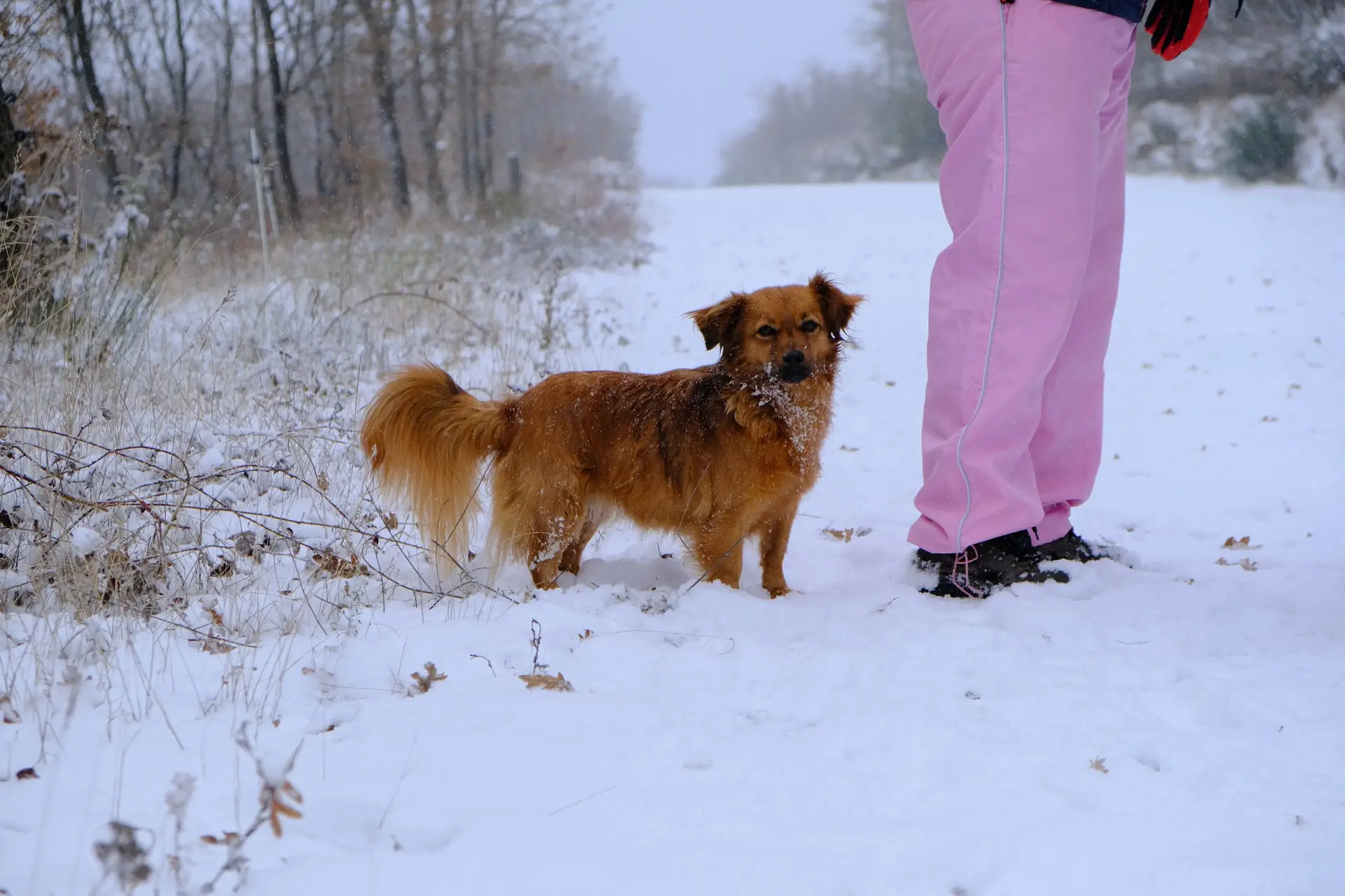 Blogs 17 Walking Your Dog in Winter: Safe temperature to walk dog in winter