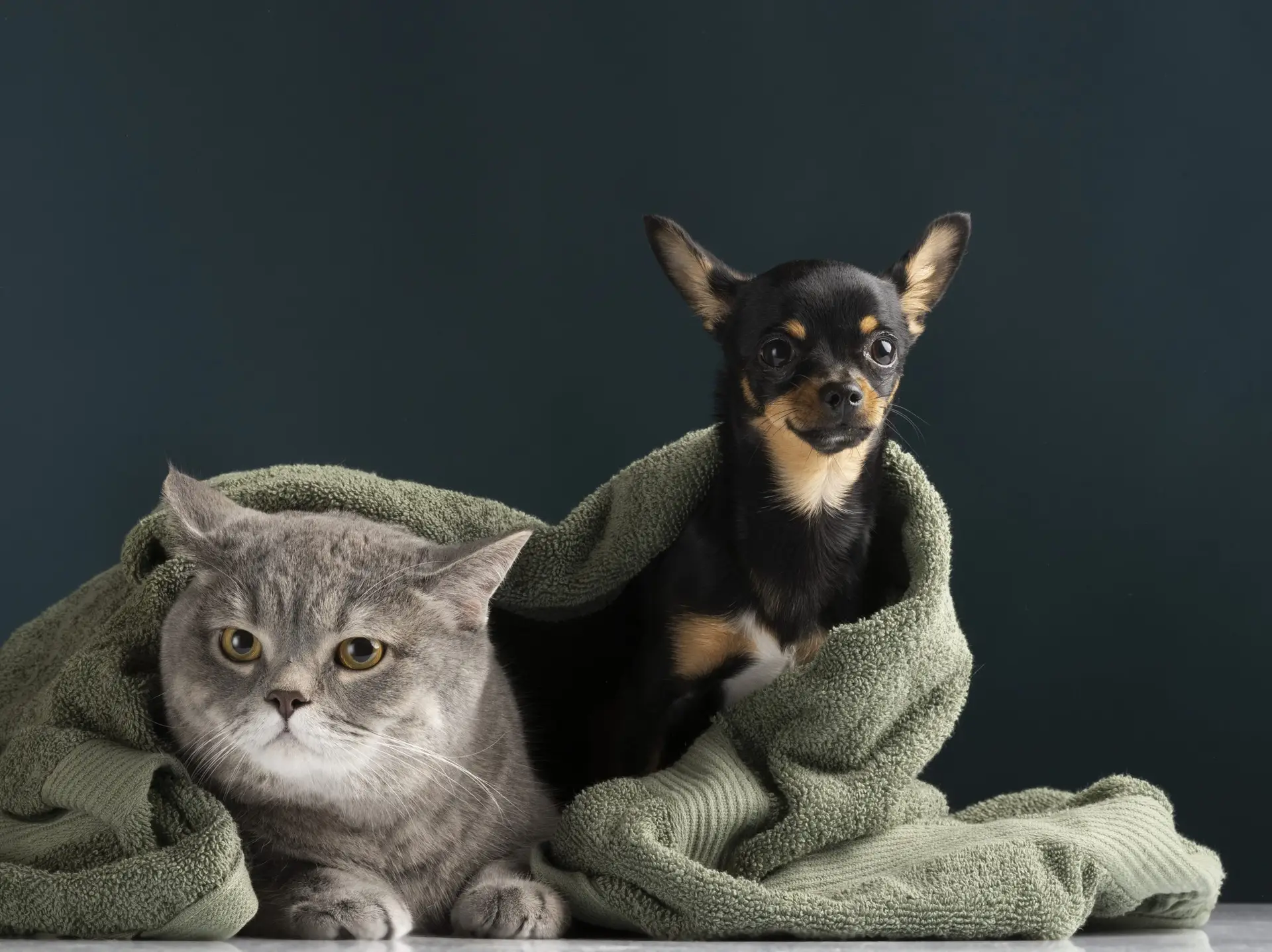 Blogs 21 Winter care for pets: Keep dogs & cats safe in the cold