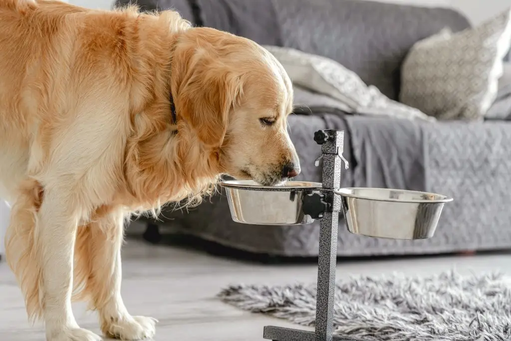 Are Elevated Bowls Better for Dogs? Pros and Cons 1 Elevated Bowls Better for Dogs