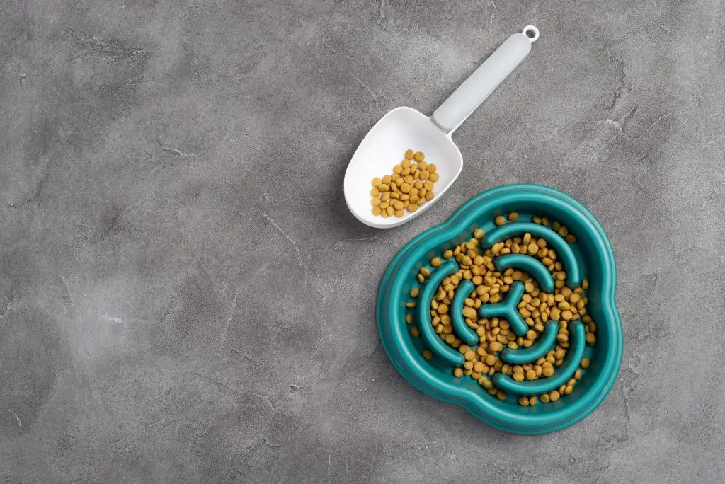 Slow Feeder Dog Bowl: What It Is and Why Your Dog Might Need One? 1 Slow Feeder Dog Bowl