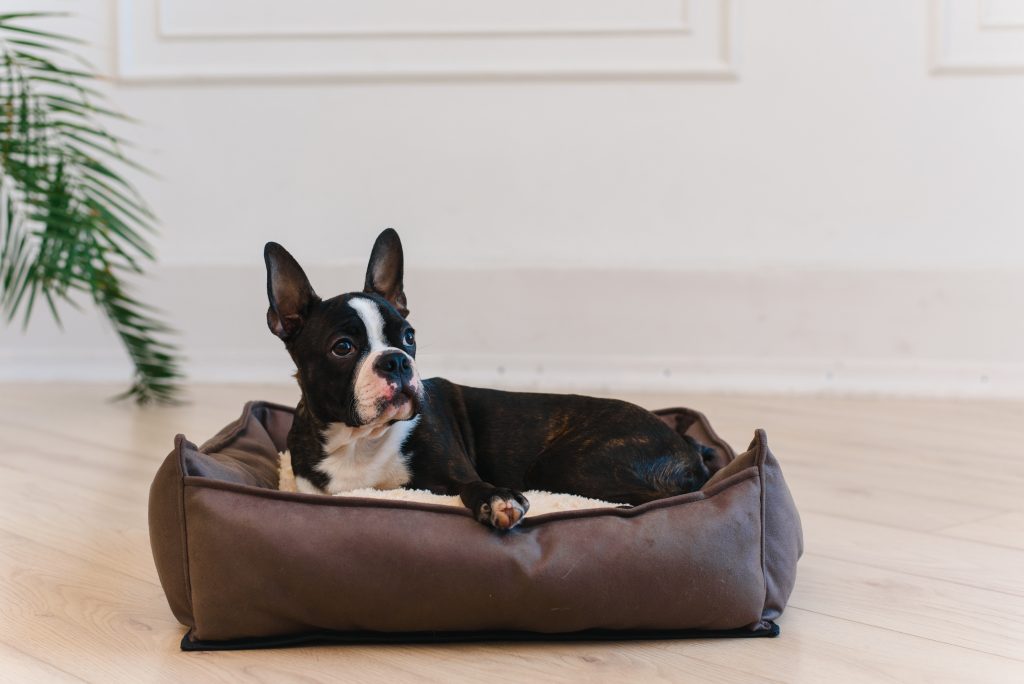 What Is the Best Dog Bed for Your Pet? 1 Best Dog Bed