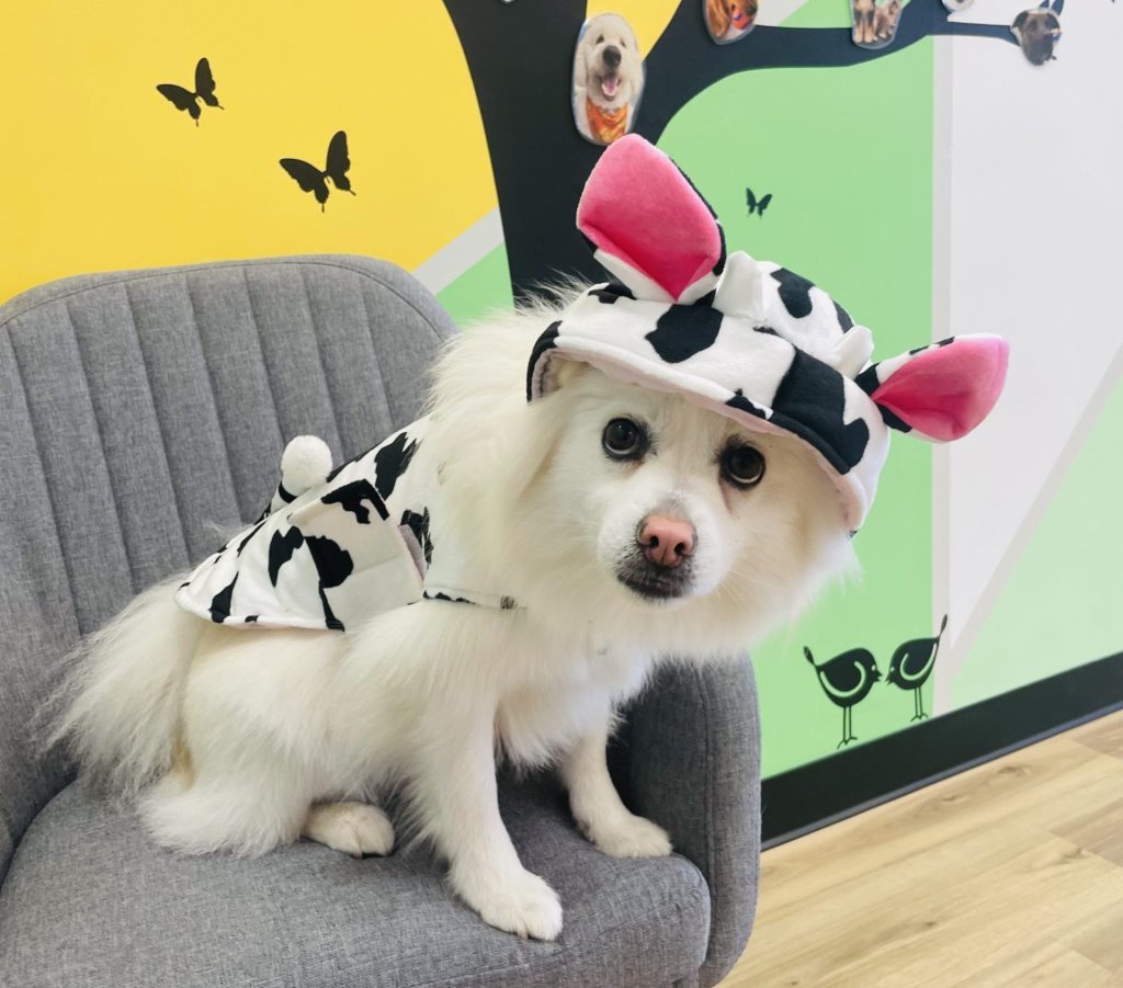 Dog Holiday Care: Complete Guide for Pet Owners 1 Dog Holiday Care