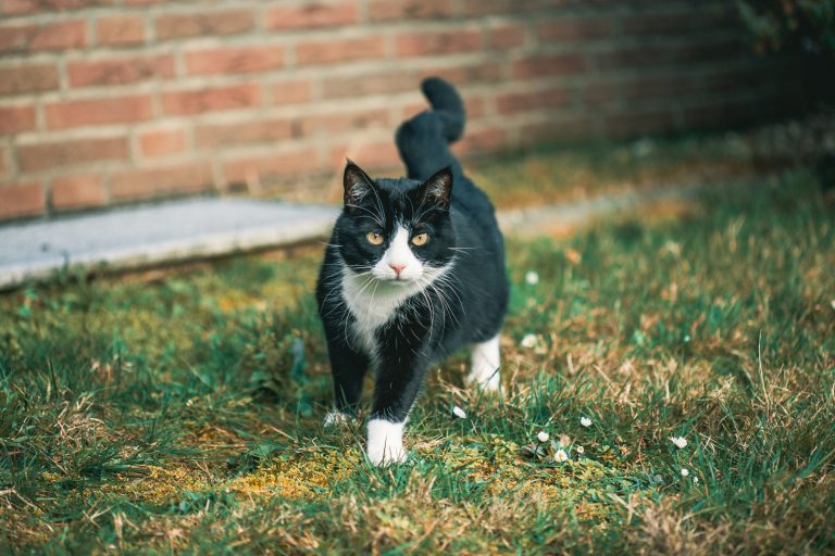 Can You Let a Cat Walk Outside