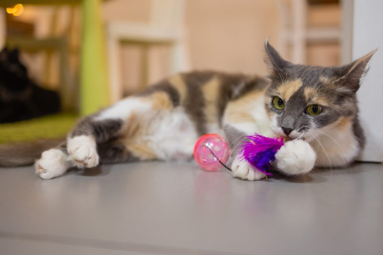 Exercise for Cats