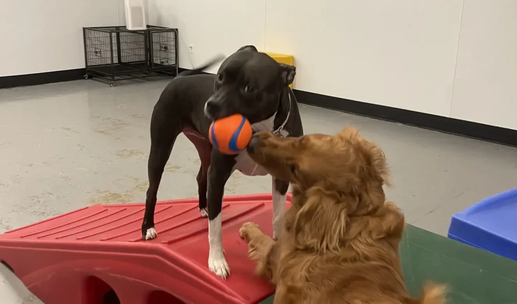 The Ultimate Guide to Dog Exercise: Essential Tips for Health and Longevity 1 Exercise for Dogs