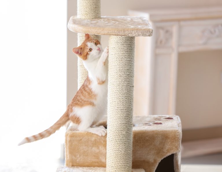 How to exercise your cat