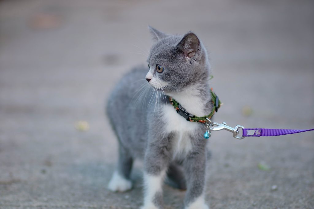 How to Train a Cat to Walk on a Leash? 1 How to Train a Cat to Walk on a Leash