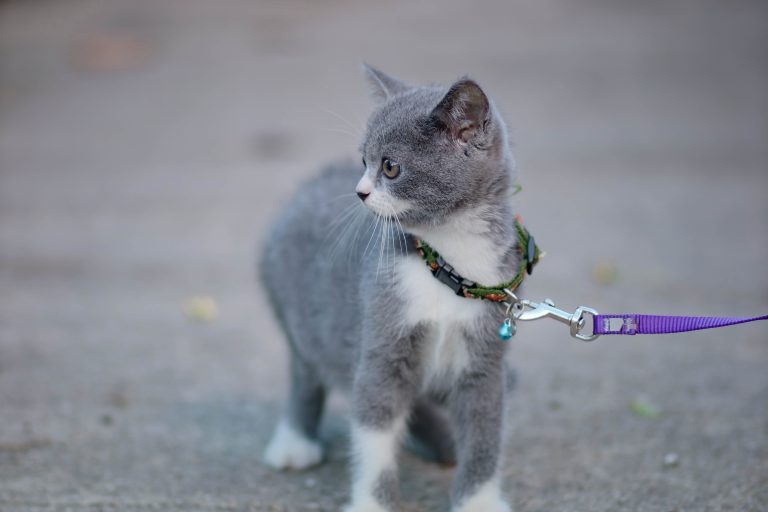 How to Train a Cat to Walk on a Leash