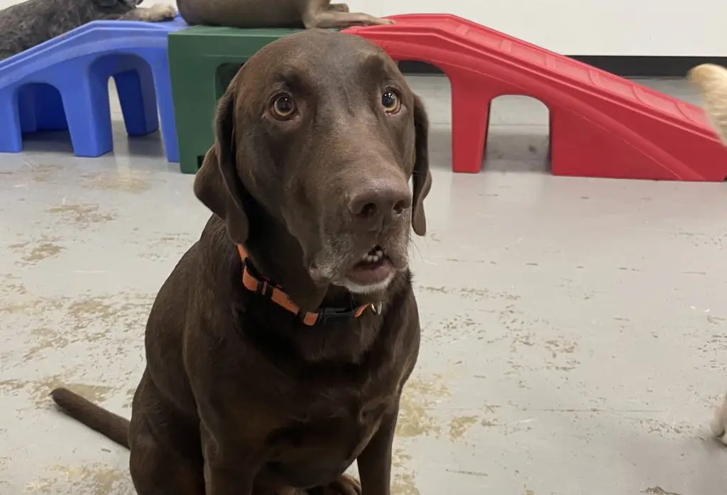 When Is a Dog Considered an Adult? 1 When Is a Dog Considered an Adult