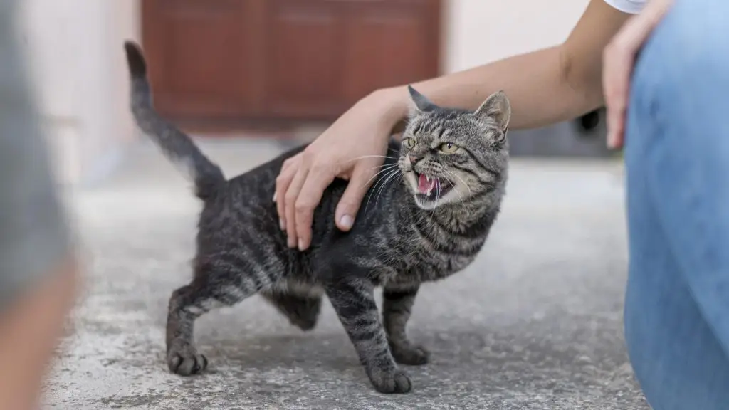 Why Does My Cat Meow at Night? 1 Why Does My Cat Meow at Night