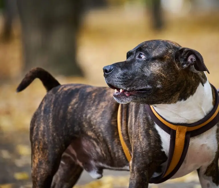 Blogs 9 Best Dog Harness for Large Dogs