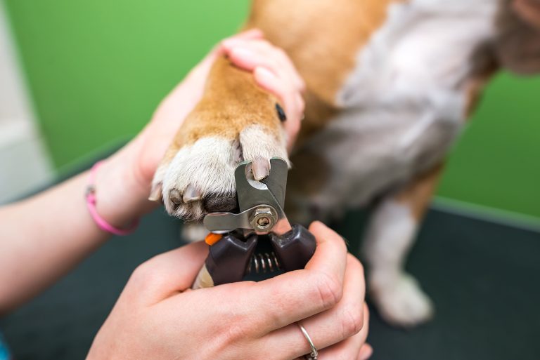 Best Dog Nail Clippers for Large Dogs