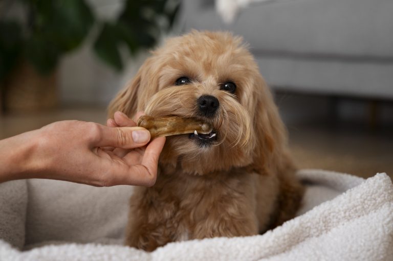 Blogs 9 Can Dogs Eat Rib Bones