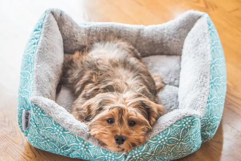 Blogs 5 Can Pets Carry Bed Bugs