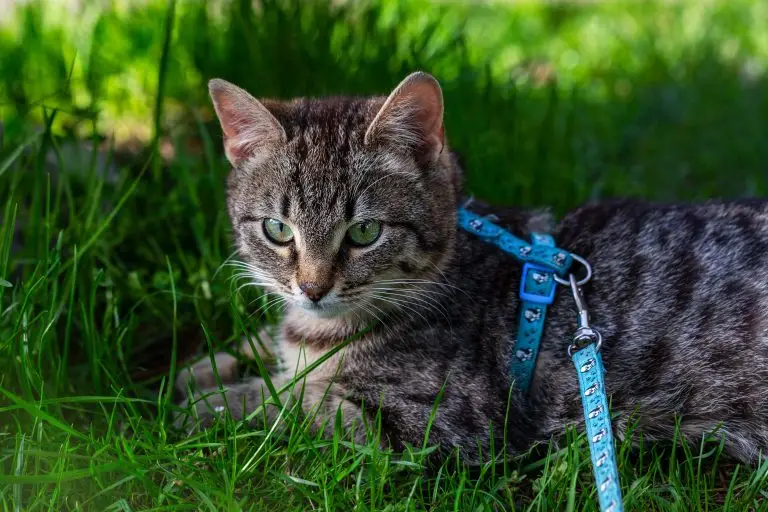 Blogs 8 Can You Use a Dog Harness for a Cat