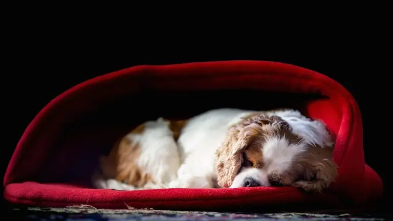 Dog Bed With Cover Cave
