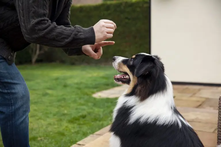 Blogs 9 Dog Training Near Me in Marlborough, MA