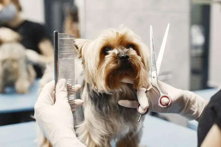Grooming services for dogs in Marlborough, MA