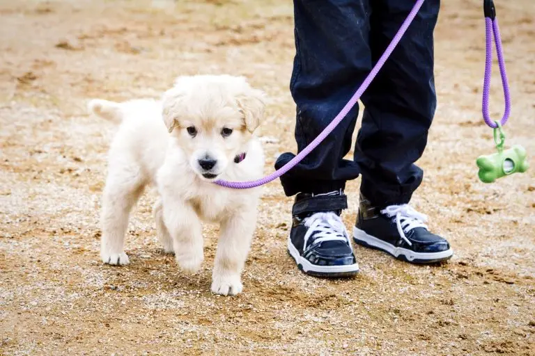 Blogs 7 How to Leash Train a Puppy