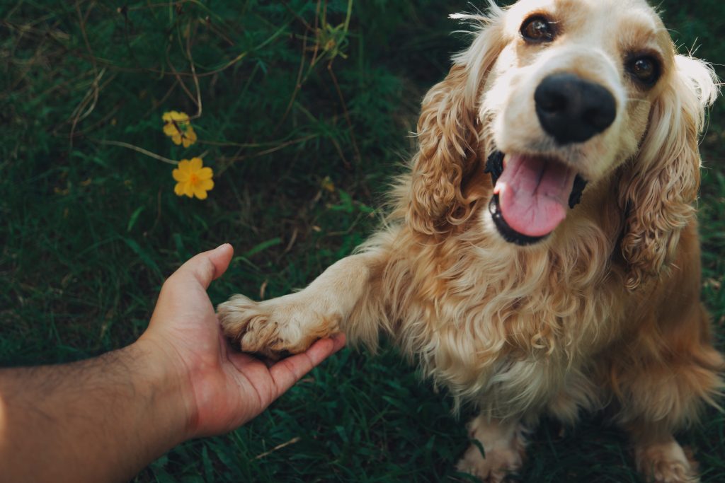 How to Train a Dog Without Treats? (What to Use Instead) 1 Train a Dog Without Treats
