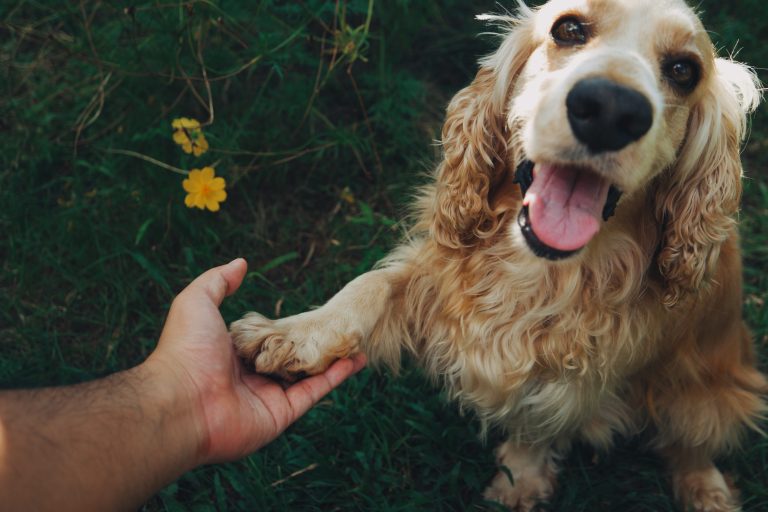 Blogs 8 Train a Dog Without Treats