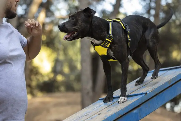 Dog fence training