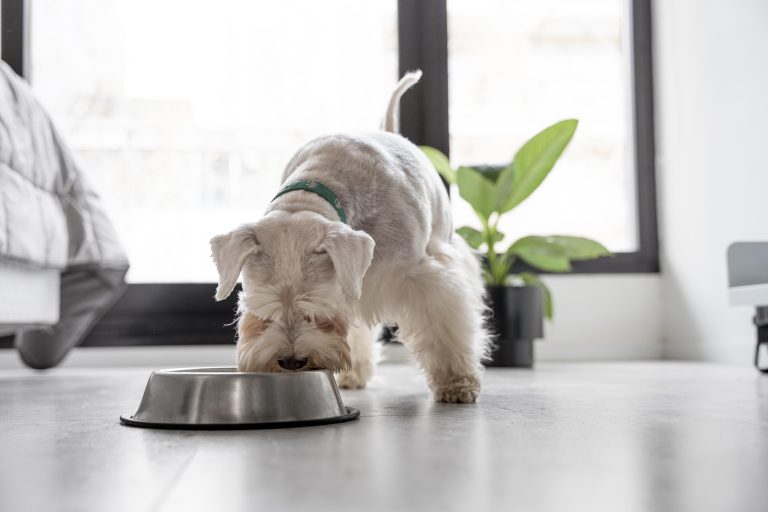 Blogs 6 Is Bone Broth Good for Dogs