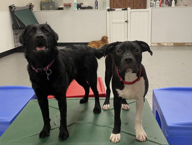 Blogs 6 Dog Boarding Near Me for Dogs