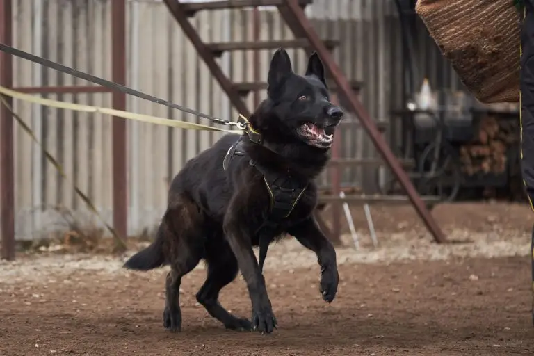 Aggressive Dog Training