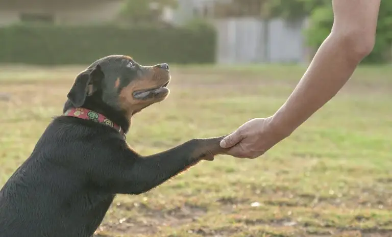 Basic Obedience Training for Dogs