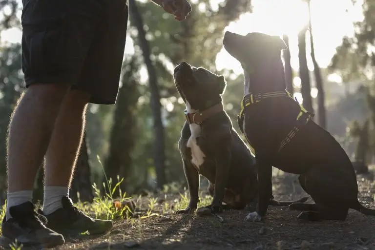 Blogs 3 Behavioral Dog Training