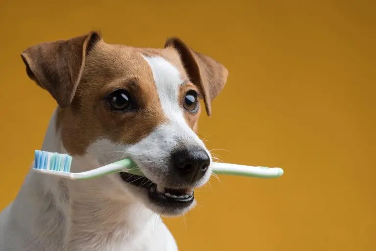 Blogs 2 Can You Use Human Toothpaste for Dogs