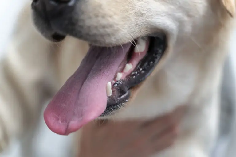 Dental Care for Dogs Teeth