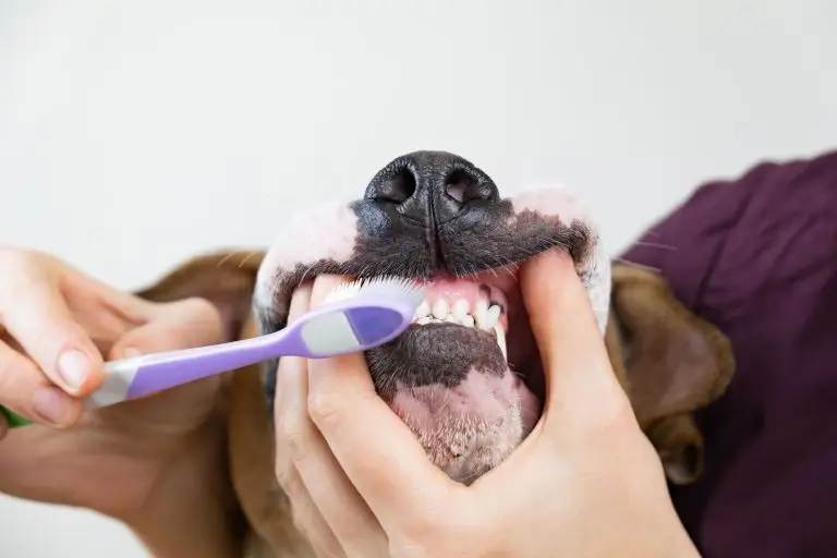 Blogs 5 Do I Need to Brush My Dog’s Teeth