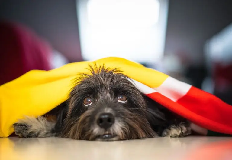 Dog Anxiety Boarding