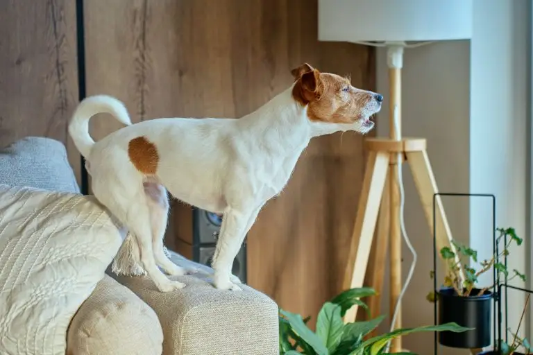 Dog Trainer for Excessive Barking