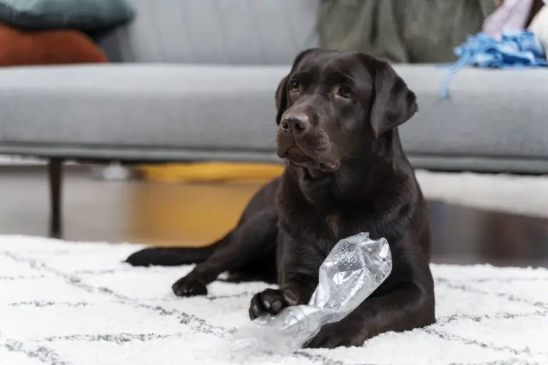 Dog Trainers for Resource Guarding